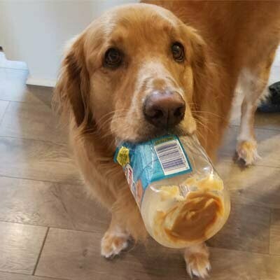 How to reach customers better? - My dog henry with peanut butter jar