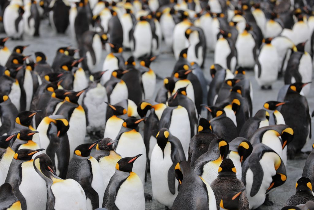Why do you need a brand story? Picture of penguins.