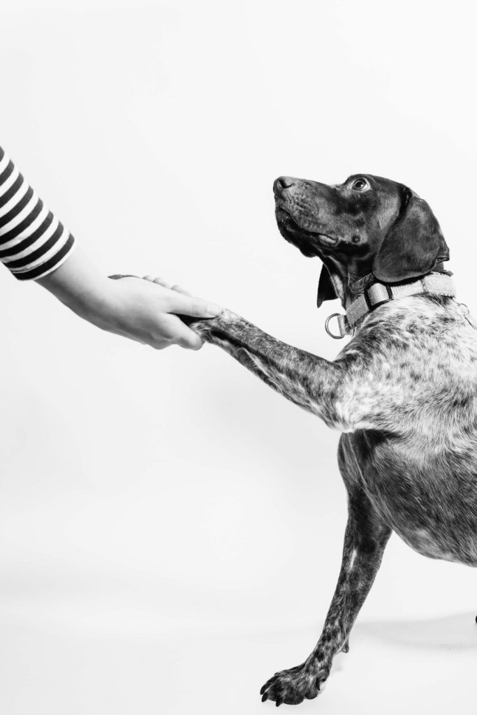 Digital Marketing Trends - Dog with human