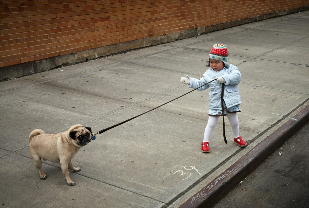 Trustworthy marketing - dog walking