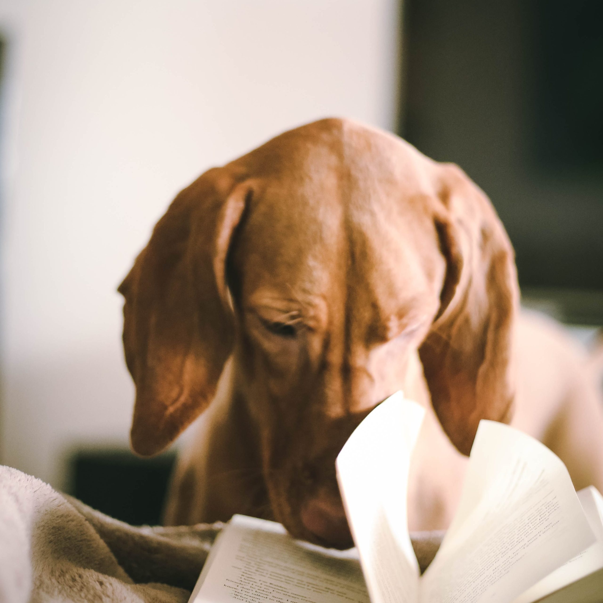 Getting leads at trade shows - dog with book