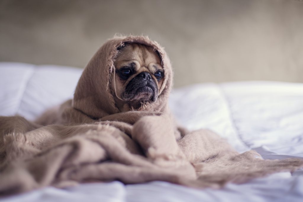 How to create a brand story - pug wrapped in blanket