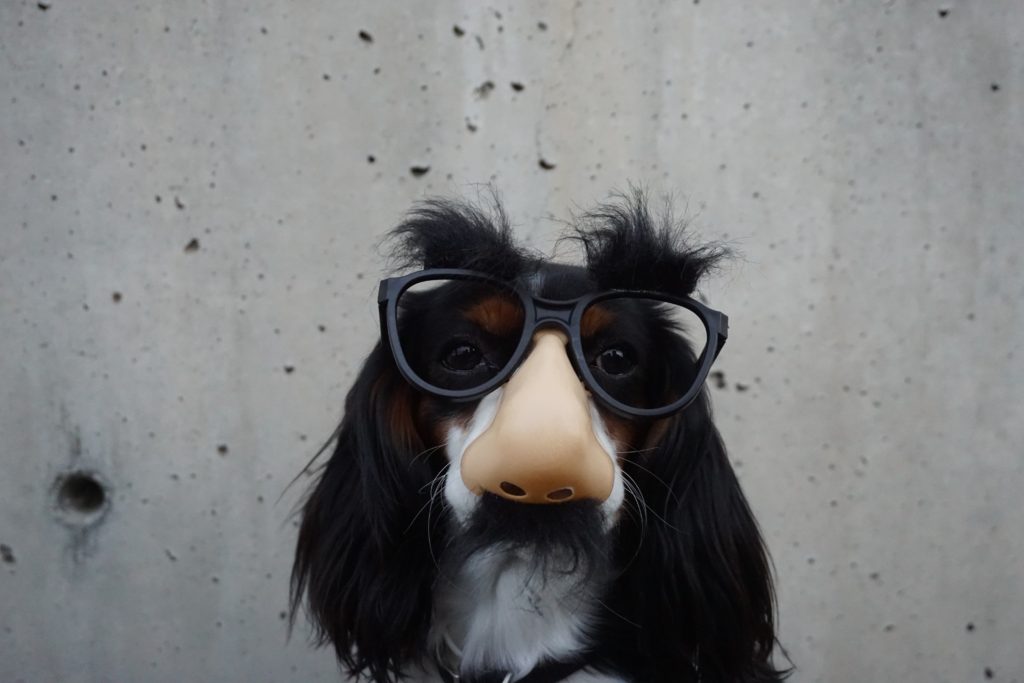 Dog wearing glasses and with big nose - video marketing 