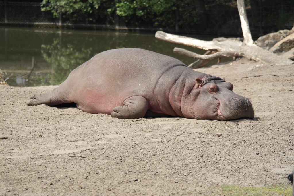 What are the current trends in marketing? Hippo sleeping on shore